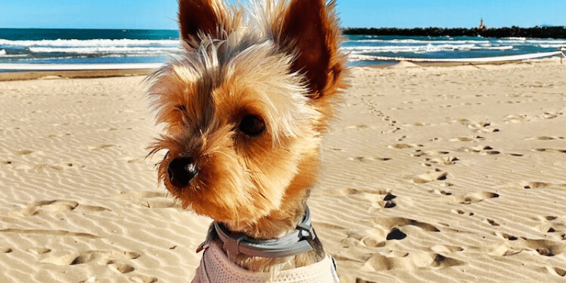 Hund am Strand - Hundefreundliche Umgebung - Ferienwohnung Strandliebe Lutterbek