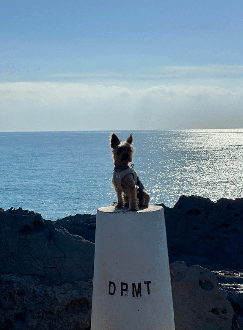 Hund an der Ostsee - Ferienwohnung Strandliebe Laboe