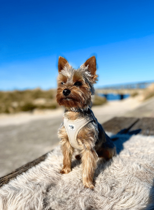 Hundeurlaub am Strand der Ostsee - Ferienwohnung Strandliebe Lutterbek