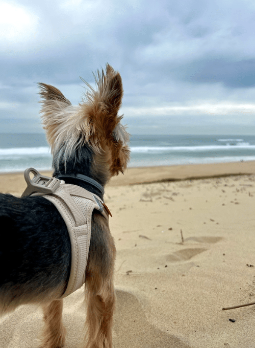 Hundeurlaub an der Ostsee - Ferienwohnung Strandliebe Lutterbek