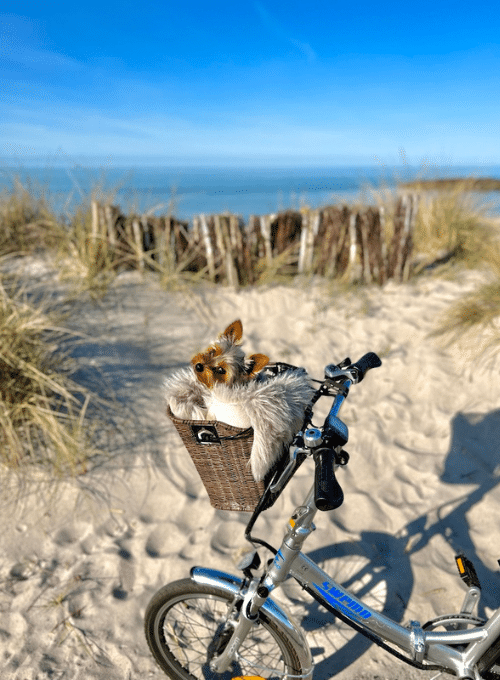 Mit Fahrrad und Hund an der Ostsee - Ferienwohnung Strandliebe Laboe