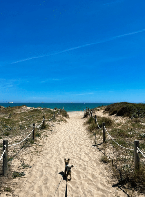 Spaziergang an der Ostsee mit Hund - Ferienwohnung Strandliebe Laboe
