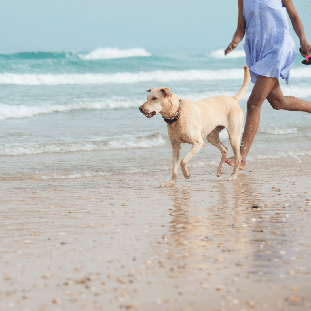Urlaub mit Hund an der Ostsee – Ferienwohnung Strandliebe Lutterbek