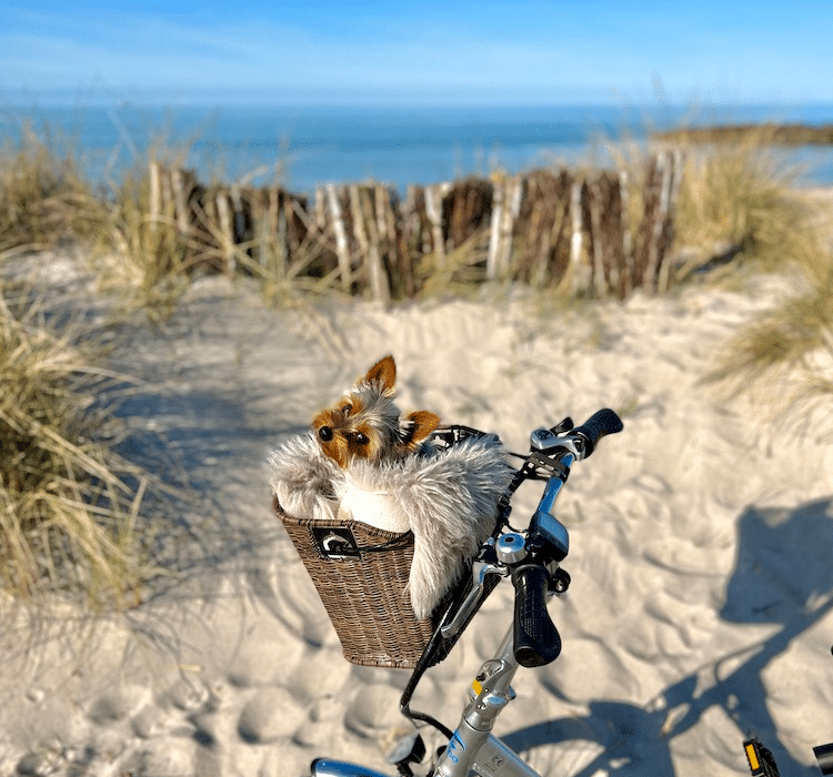 Hundeurlaub an der Ostsee in der Ferienwohnung Strandliebe in Lutterbek