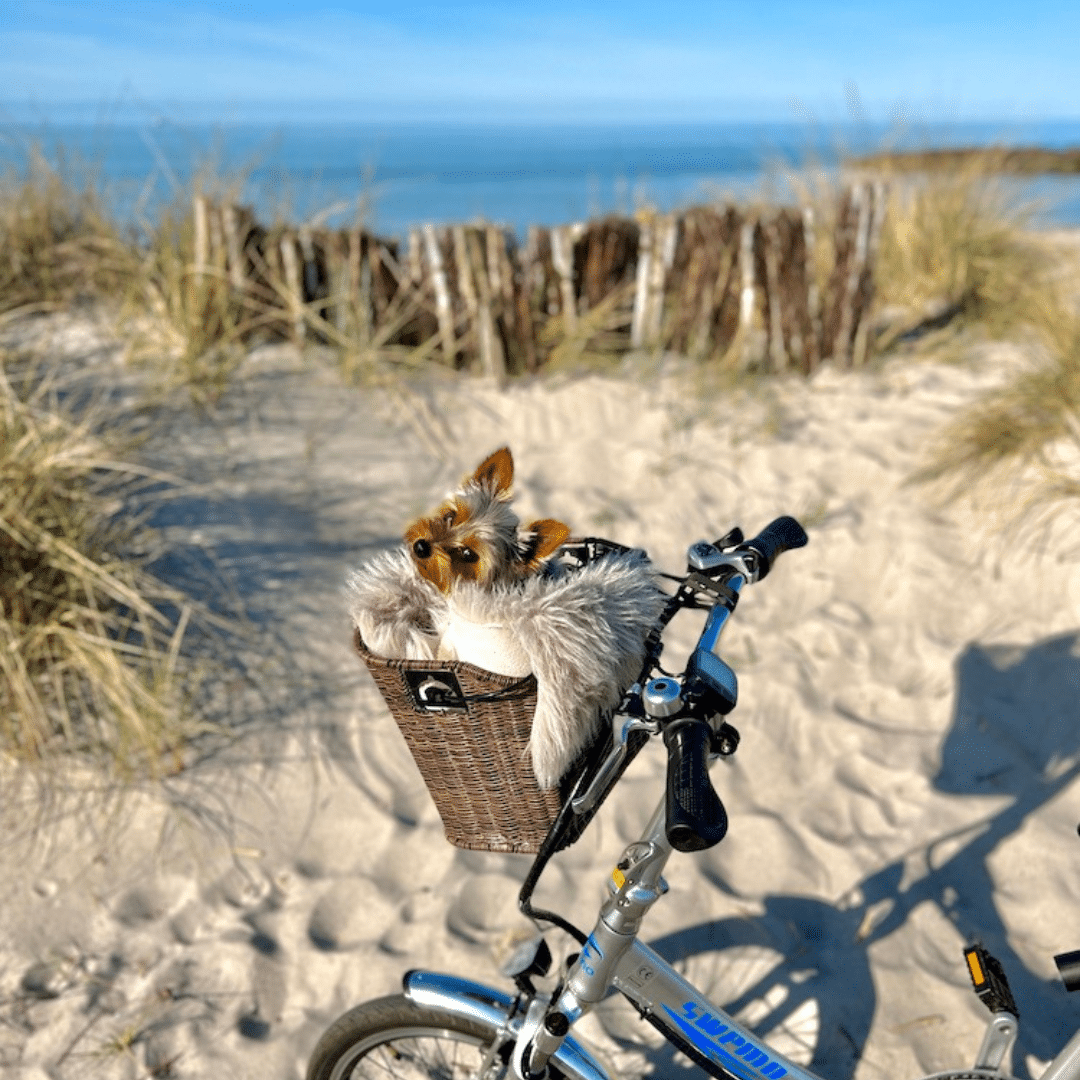 Hundeurlaub in der Ferienwohnung Strandliebe Lutterbek an der Ostsee